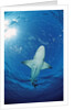 Lemon Shark, Negaprion brevirostris, Bahamas, Grand Bahama Island, Atlantic Ocean by Anonymous