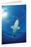 Lemon Shark, Negaprion brevirostris, Bahamas, Grand Bahama Island, Atlantic Ocean by Anonymous