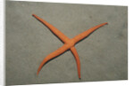 Starfish showing regeneration of injured arm, Asteroidea, Bali, Indian Ocean, Indonesia. by Anonymous