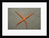 Starfish showing regeneration of injured arm, Asteroidea, Bali, Indian Ocean, Indonesia. by Anonymous