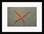 Starfish showing regeneration of injured arm, Asteroidea, Bali, Indian Ocean, Indonesia. by Anonymous