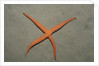 Starfish showing regeneration of injured arm, Asteroidea, Bali, Indian Ocean, Indonesia. by Anonymous