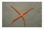 Starfish showing regeneration of injured arm, Asteroidea, Bali, Indian Ocean, Indonesia. by Anonymous