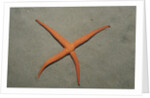 Starfish showing regeneration of injured arm, Asteroidea, Bali, Indian Ocean, Indonesia. by Anonymous