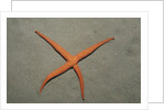Starfish showing regeneration of injured arm, Asteroidea, Bali, Indian Ocean, Indonesia. by Anonymous