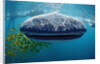 Whale shark, Rhincodon thypus, USA, Haiwaii, Pacific Ocean by Anonymous