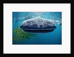 Whale shark, Rhincodon thypus, USA, Haiwaii, Pacific Ocean by Anonymous