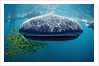 Whale shark, Rhincodon thypus, USA, Haiwaii, Pacific Ocean by Anonymous