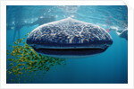 Whale shark, Rhincodon thypus, USA, Haiwaii, Pacific Ocean by Anonymous