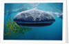 Whale shark, Rhincodon thypus, USA, Haiwaii, Pacific Ocean by Anonymous