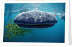 Whale shark, Rhincodon thypus, USA, Haiwaii, Pacific Ocean by Anonymous