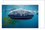Whale shark, Rhincodon thypus, USA, Haiwaii, Pacific Ocean by Anonymous