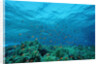 Harem Flag Basslet school above a coral reef (Pseudanthias squamipinnis) by Anonymous