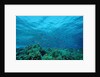 Harem Flag Basslet school above a coral reef (Pseudanthias squamipinnis) by Anonymous