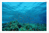 Harem Flag Basslet school above a coral reef (Pseudanthias squamipinnis) by Anonymous