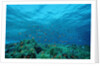 Harem Flag Basslet school above a coral reef (Pseudanthias squamipinnis) by Anonymous