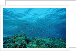 Harem Flag Basslet school above a coral reef (Pseudanthias squamipinnis) by Anonymous