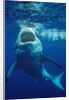 Great White Shark, Carcharodon carcharias, Mexico, Pacific ocean, Guadalupe by Anonymous