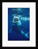 Great White Shark, Carcharodon carcharias, Mexico, Pacific ocean, Guadalupe by Anonymous