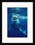Great White Shark, Carcharodon carcharias, Mexico, Pacific ocean, Guadalupe by Anonymous