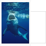 Great White Shark, Carcharodon carcharias, Mexico, Pacific ocean, Guadalupe by Anonymous