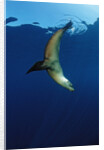 Group of Californian Sea Lion, Zalophus californianus, USA, California, Pacific Ocean by Anonymous