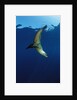 Group of Californian Sea Lion, Zalophus californianus, USA, California, Pacific Ocean by Anonymous