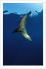 Group of Californian Sea Lion, Zalophus californianus, USA, California, Pacific Ocean by Anonymous