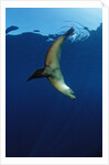 Group of Californian Sea Lion, Zalophus californianus, USA, California, Pacific Ocean by Anonymous