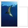Group of Californian Sea Lion, Zalophus californianus, USA, California, Pacific Ocean by Anonymous