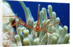 Spider hermit crab, Stenorhynchus seticornis, Netherlands Antilles, Bonaire, Caribbean Sea by Anonymous