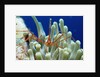 Spider hermit crab, Stenorhynchus seticornis, Netherlands Antilles, Bonaire, Caribbean Sea by Anonymous