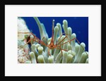 Spider hermit crab, Stenorhynchus seticornis, Netherlands Antilles, Bonaire, Caribbean Sea by Anonymous