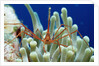 Spider hermit crab, Stenorhynchus seticornis, Netherlands Antilles, Bonaire, Caribbean Sea by Anonymous