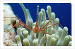 Spider hermit crab, Stenorhynchus seticornis, Netherlands Antilles, Bonaire, Caribbean Sea by Anonymous