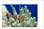 Spider hermit crab, Stenorhynchus seticornis, Netherlands Antilles, Bonaire, Caribbean Sea by Anonymous