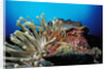 Spider hermit crabs in anemone by Anonymous