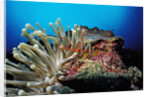 Spider hermit crabs in anemone by Anonymous