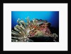 Spider hermit crabs in anemone by Anonymous