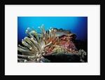 Spider hermit crabs in anemone by Anonymous
