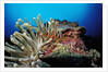 Spider hermit crabs in anemone by Anonymous