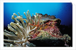 Spider hermit crabs in anemone by Anonymous