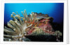 Spider hermit crabs in anemone by Anonymous