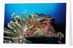 Spider hermit crabs in anemone by Anonymous