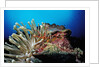 Spider hermit crabs in anemone by Anonymous