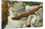 Bearded Fireworm, Hermodice carunculata, Netherlands Antilles, Bonaire, Caribbean Sea by Anonymous