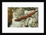 Bearded Fireworm, Hermodice carunculata, Netherlands Antilles, Bonaire, Caribbean Sea by Anonymous