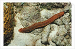 Bearded Fireworm, Hermodice carunculata, Netherlands Antilles, Bonaire, Caribbean Sea by Anonymous