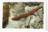 Bearded Fireworm, Hermodice carunculata, Netherlands Antilles, Bonaire, Caribbean Sea by Anonymous