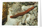 Bearded Fireworm, Hermodice carunculata, Netherlands Antilles, Bonaire, Caribbean Sea by Anonymous